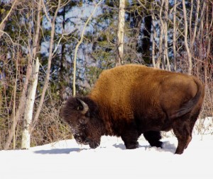 Alaska Wood Bison